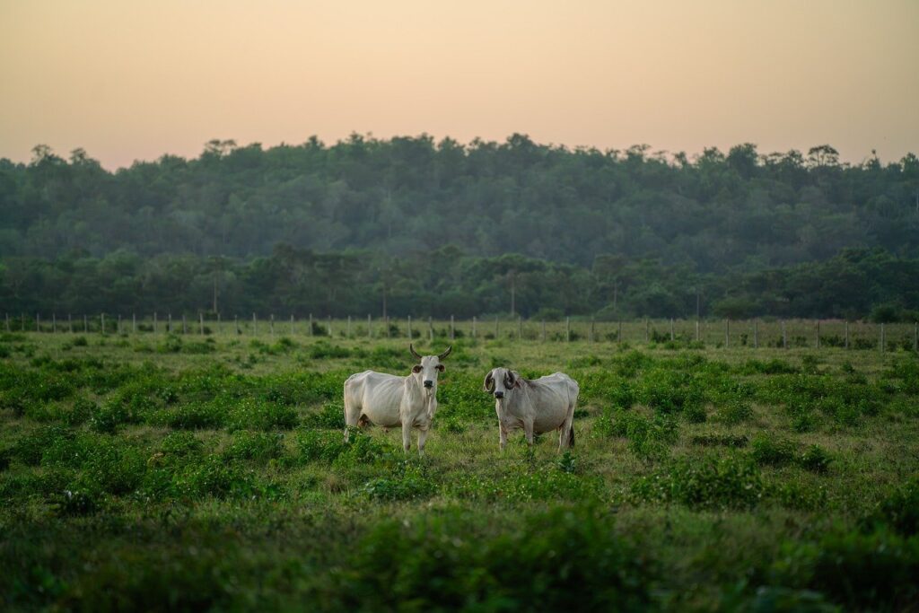 cows, cattle, pasture-8497701.jpg